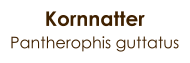 Kornnatter Pantherophis guttatus