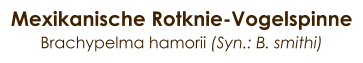 Mexikanische Rotknie-Vogelspinne Brachypelma hamorii (Syn.: B. smithi)