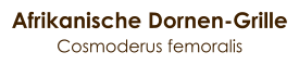 Afrikanische Dornen-Grille Cosmoderus femoralis
