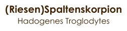 (Riesen)Spaltenskorpion Hadogenes Troglodytes