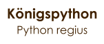 Königspython Python regius