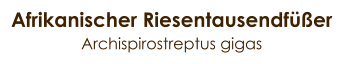 Afrikanischer Riesentausendfüßer Archispirostreptus gigas