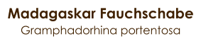 Madagaskar Fauchschabe Gramphadorhina portentosa