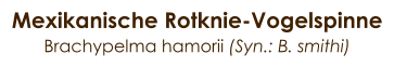 Mexikanische Rotknie-Vogelspinne Brachypelma hamorii (Syn.: B. smithi)