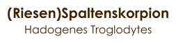 (Riesen)Spaltenskorpion Hadogenes Troglodytes