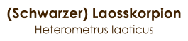 (Schwarzer) Laosskorpion Heterometrus laoticus