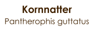 Kornnatter Pantherophis guttatus