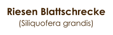 Riesen Blattschrecke (Siliquofera grandis)